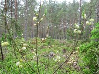 juni2007 2 111